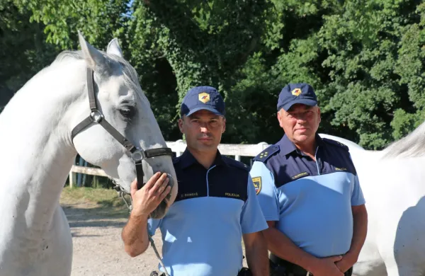 Osemletna lipicanca 22 Pluto Wera XXVll in 730 Pluto Betalka XXV 
sta od danes v službi policije. 