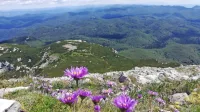   Vrh Snežnika je botanični rezervat, v katerem rastejo tudi redke in 
zaščitene rastline.