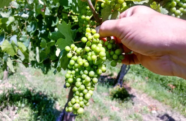 Glede na oddane vloge bi v Vipavski dolini še nedozorelo grozdje 
lahko odstranili na 98 hektarjih vinogradov.