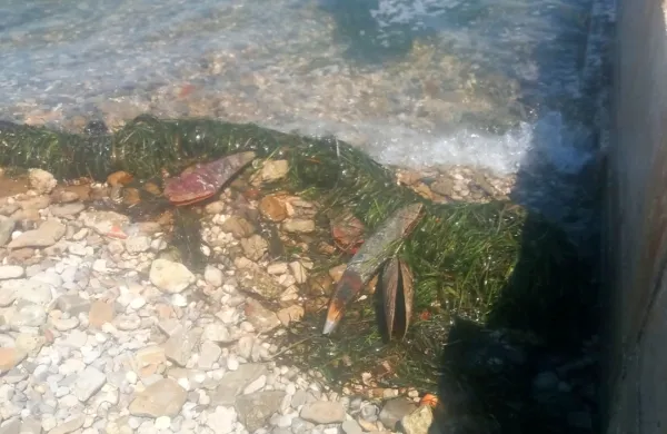 Ribiški inšpektor je v minulih dneh prejel veliko klicev o naplavljenih lupinah leščurjev. 