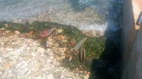 Ribiški inšpektor je v minulih dneh prejel veliko klicev o naplavljenih lupinah leščurjev. 