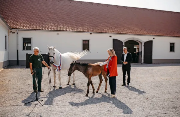 Ameriška veleposlanica v Sloveniji Lynda Blanchard je danes ob 
obisku Kobilarne Lipica postala botra lipicanske žrebičke 909 
Slavina XXXV.. Foto: Kobilarna Lipica