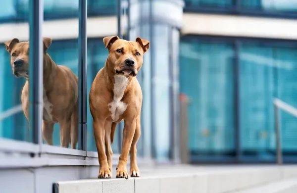 Pitbul jezne Korošice je bil po mnenju očividcev pametnejši od lastnice. (fotografija je simbolična)