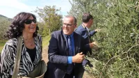 Danilo Markočič s soprogo Viljanko Vesel v zdaj že nekdanjem oljčniku. V njem raste tudi  znamenita županova oljka, ki so jo vsako leto  
obirali  istrski župani, (njim naklonjeni)  ministri,   državni sekretarji in drugi pomembneži.      