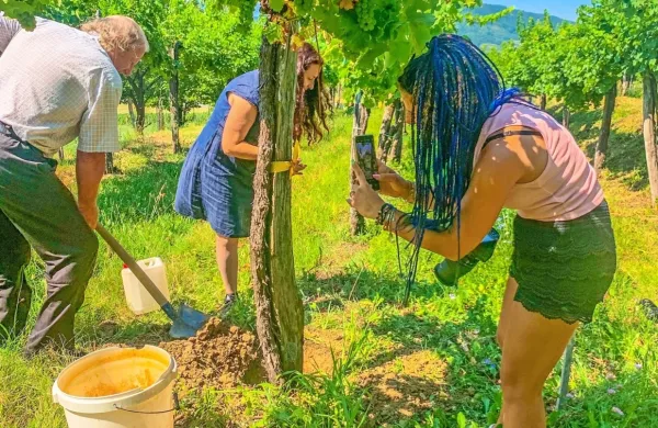 Italijanski novinarji so bili navdušeni nad vipavskim gostoljubjem  
in sajenjem trt v vinogradu pod dvorcem Zemono. 