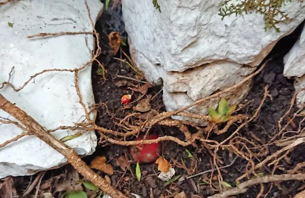 Pod skalno razpoko je najmanj 75 let ležala nevarna bomba. 