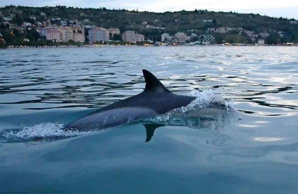 Navadni delfin pred Portorožem. Foto: Marina Koren, društvo 
Morigenos.