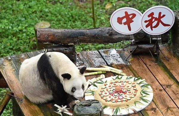 Babi Xingxing je praznovala rojstni dan