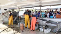 Mladi so gledali, kako ribiči odprejo gnezda školjk oziroma rešte ter školjke s pomočjo stroja očistijo. 

