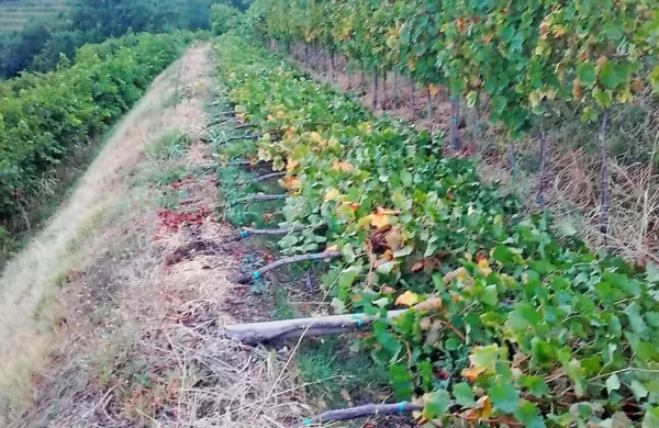 Veter je položil kole v vinogradih v Brdih (na fotografiji vinograd v 
Medani). 