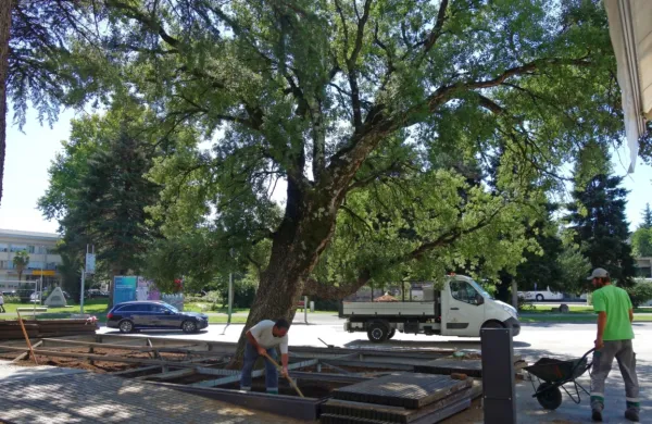 Re&scaron;evalna akcija za hrast plutovec