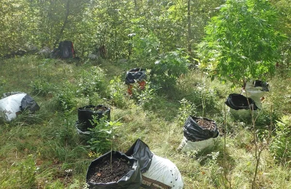 Bov&scaron;ki policisti na&scaron;li in zasegli nasad konoplje