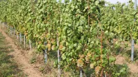 Trgatev je že v polnem zamahu, nekateri vinogradniki v Vipavski 
dolini pa še ne vedo, komu bodo lahko prodali grozdje.