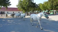V letošnjem programu prodaje je 147 lipicancev, deset kobil so  predstavili že v soboto. 