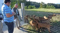 Grega Česnik (levo) in Janko Boštjančič ob čredi koz, ki skrbi tako 
za “košnjo” kot  za atraktivnost Parka vojaške zgodovine. 