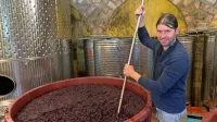  Po trgatvi refošk macerirajo in kar nekaj časa večkrat na dan Rok 
Ražman potaplja klobuk.