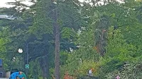 Ker so nekaterim stanovalcem v apartmajih padale smolnate iglice 
na balkone, so morale pasti tri mogočne cedre in dve cipresi za 
hotelom Žusterna.