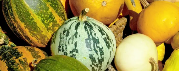 Buče so vseh oblik, velikosti in barv.