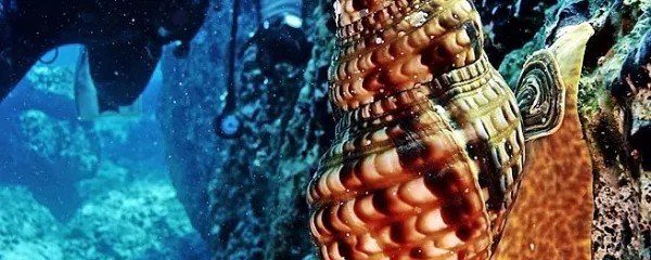 Tritonova troblja z otoka Mljeta v naravnem okolju.