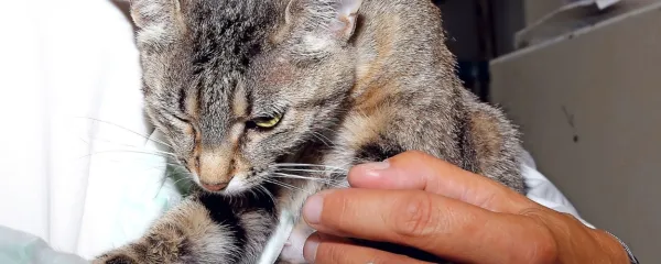 Mačja levkoza - bolezen mnogih obrazov
