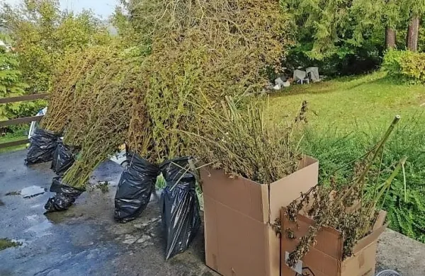 Postojnski policisti so na podlagi odredbe koprskega sodišča 7. 
oktobra opravili preiskavo hiše v Planini, kjer so našli več sadik 
konoplje. (Foto: PU Koper)