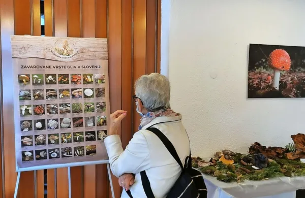 Na razstavi 153 primerkov gliv