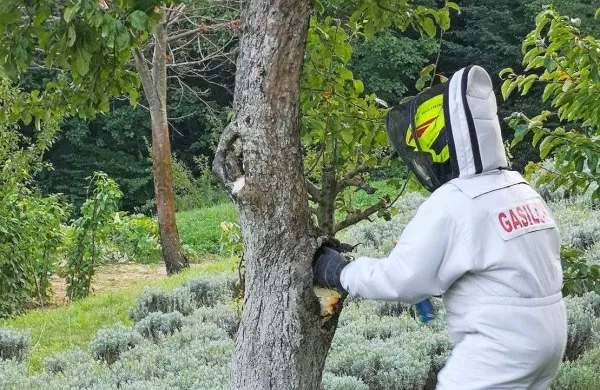 Kraški in brkinski gasilci so v zadnjih mesecih skoraj vsak dan   
odstranjevali osja in sršenja gnezda.