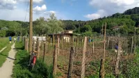 Sklad opozarja vrtičkarje, naj se umaknejo, a direktor potrjuje, da nikogar ne bodo izganjali na silo. 
