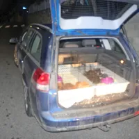 V prtljažniku je prevažal 17 pasjih mladičev