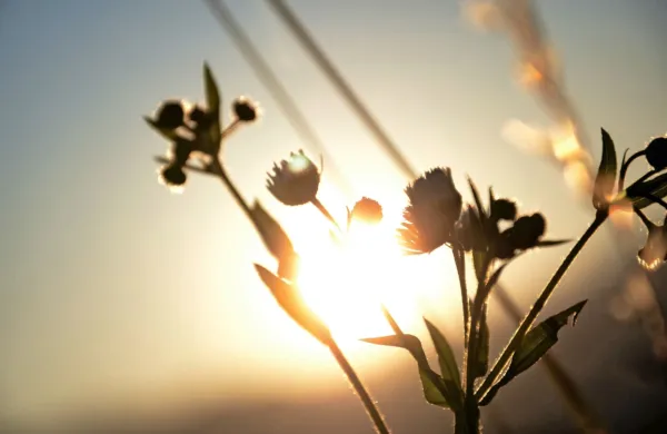 Vitamin D je ključen za normalno delovanje človeškega telesa. V 
človeški koži nastaja, kadar je ta dovolj časa izpostavljena sončni 
svetlobi.