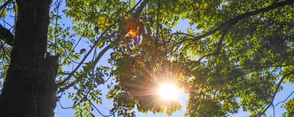 Poleg dobre novice o pomoči vitamina D pri zdravljenju covida-19 smo odkrili,  da 
je sonce poleg vode, zraka in hrane - četrta človeška osnovna fiziološka potreba. 