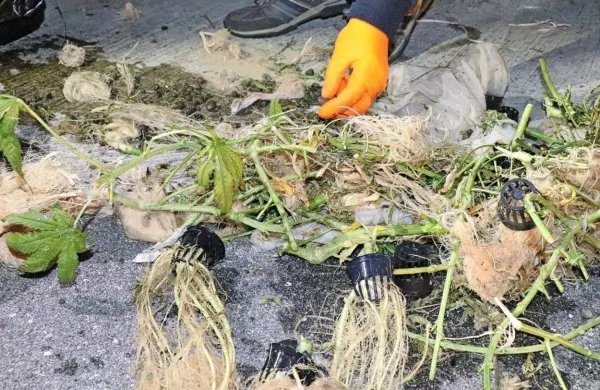 Vsebina iz komunalnega zabojnika Foto: PU Nova Gorica