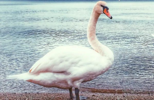 Fotografija je simbolična.