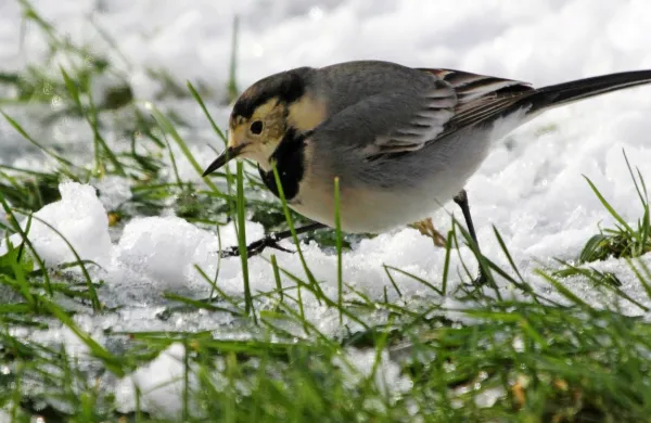  V osrednji Sloveniji bo skupaj zapadlo predvidoma od pet do 15, 
ponekod celo do 20 centimetrov snega.