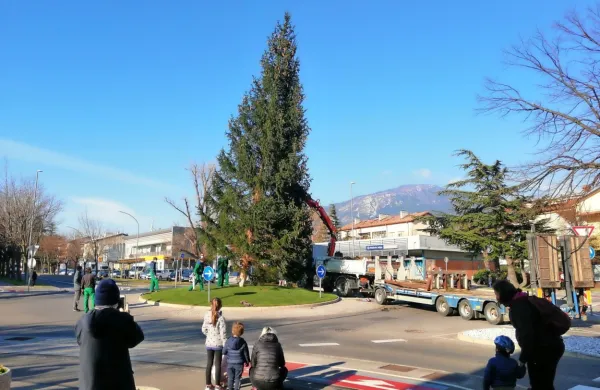 Smreke s Predmeje bodo krasile mesto
