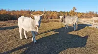  Čreda istrskega goveda v Abitantih se bo morda povečala. Z 
zaščito se bo možnost vzreje te pasme povečala.   