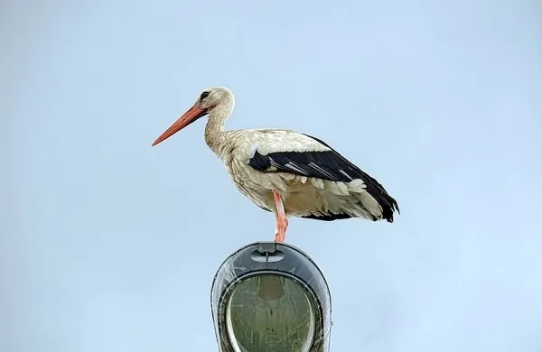 Štorklja se je na poti na jug ustavila na Hrvaškem. Fotografija je 
simbolična.