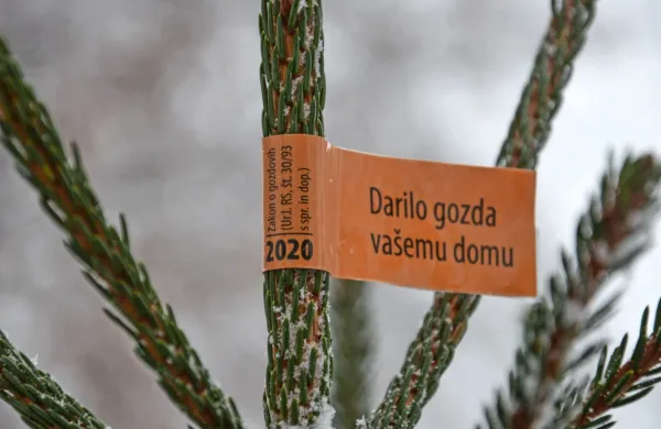 Smrečiča z nalepko