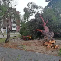 Jagodje