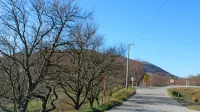 Na Colu naj bi še ta mesec začeli sanacijo 500 metrov dolgega odseka lokalne ceste proti Vodicam.
