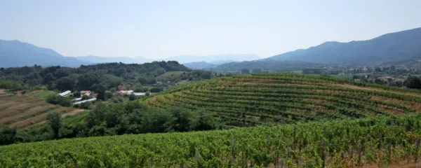 Vrtojbensko-biljenski griči, kjer se na 250 hektarjih raztezajo 
vinogradi, so zanimivi tudi za gorske kolesarje. 