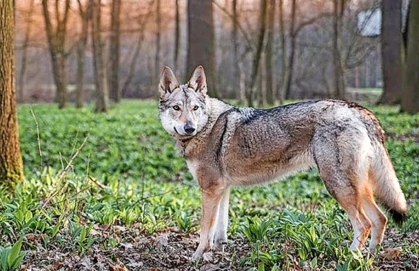 Češkoslovaški volčjak je mlada pasma, ki je nastala pred približno 
70 leti na Češkoslovaškem s s parjenjem nemškega ovčarja in 
volka. (Foto vir: www.akc.org)