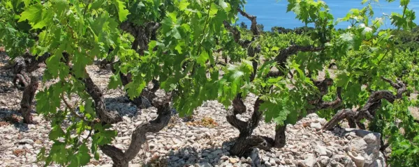 Vino za Bidna bo s Pelje&scaron;ca