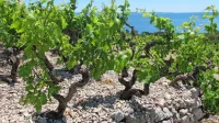 Vino za Bidna bo s Pelje&scaron;ca