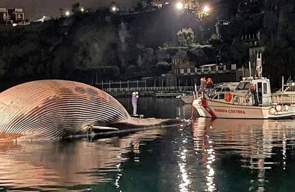 

Truplo kita bodo zdaj pregledali morski biologi in skušali ugotoviti, zakaj je poginil.