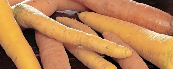 Korenček tudi izboljšuje apetit in prebavo.