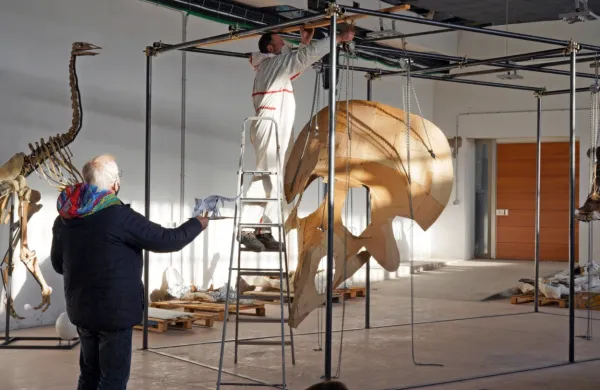 Triceratops, ki so ga izkopali v ZDA, je živel pred 68 do 95 milijoni 
let.