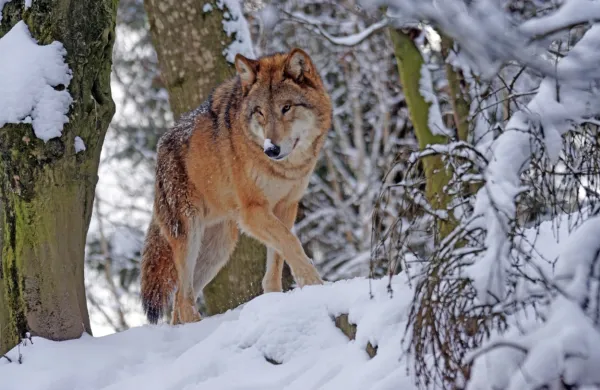Na cestah v primorsko-goranski županiji se je od začetka leta 
zgodilo že 25 prometnih nesreč, v katerih so vozila trčila v domače 
ali divje živali, tudi volkove.
