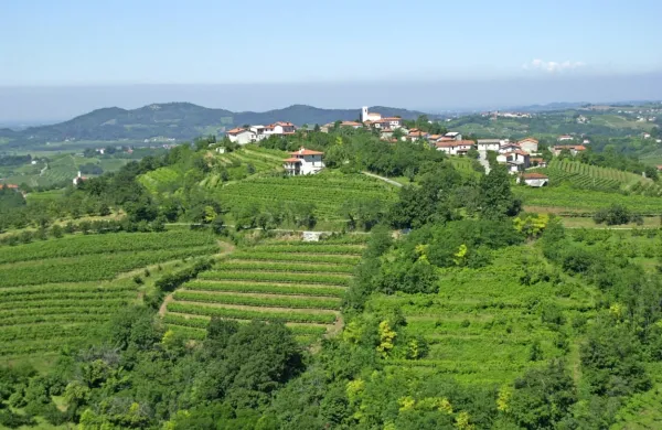 V občini Brda so včeraj potrdili kar 16 primerov, v štirih dneh v tem 
tednu  pa 38.
