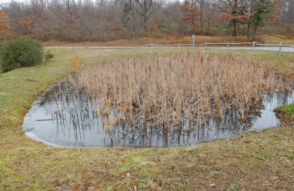 Kali so, tako kot lagune, podzemna in druga mokrišča ledvica 
pokrajine.